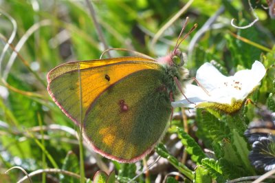 Colias hecla