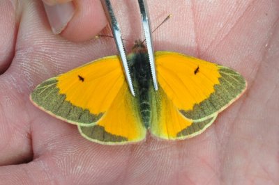 Colias hecla