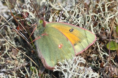 Colias hecla