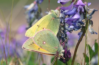 Colias hecla
