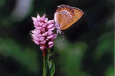 Lycaena helle