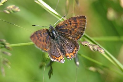 Lycaena helle