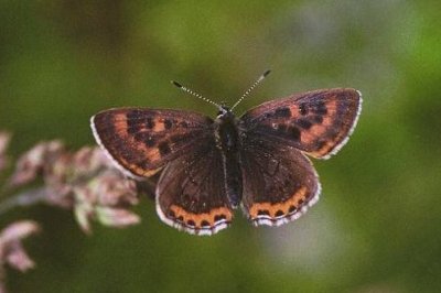 Lycaena helle