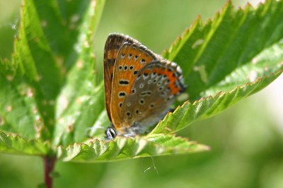 Lycaena helle