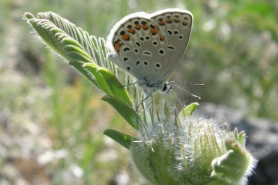 Kretania hesperica