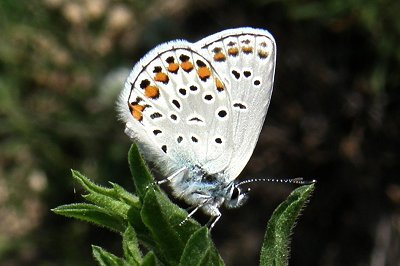 Kretania hesperica