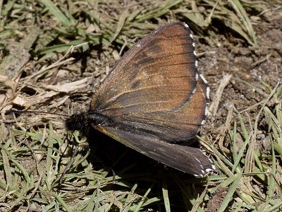 Hipparchia azorina azorina