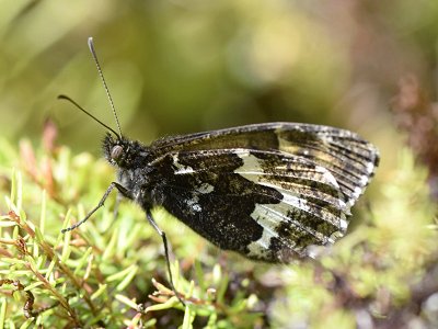 Hipparchia azorina azorina