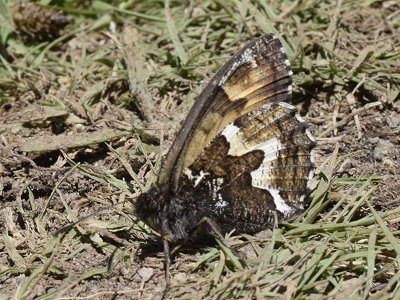 Hipparchia azorina azorina