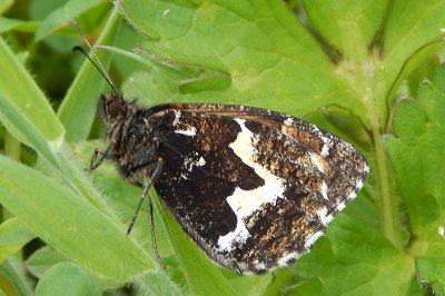 Hipparchia azorina jorgense