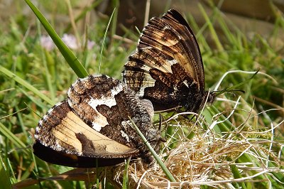 Hipparchia azorina picoensis