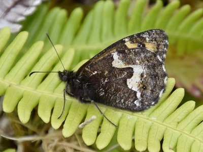 Hipparchia miguelensis