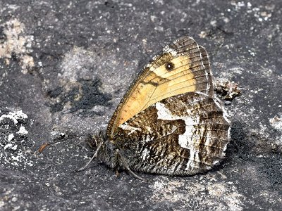 Hipparchia miguelensis
