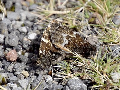 Hipparchia miguelensis