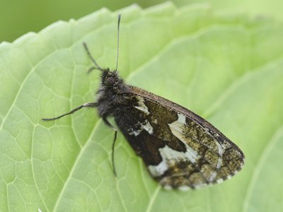 Hipparchia occidentalis