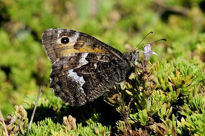 Hipparchia maderensis