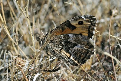 Hipparchia maderensis