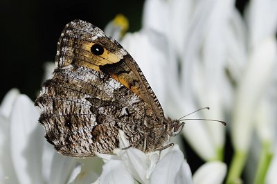 Hipparchia maderensis