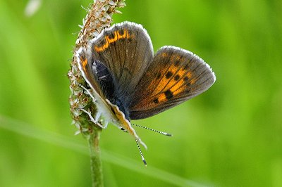 Lycaena candens