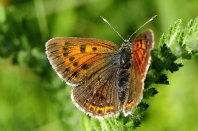 Lycaena candens