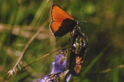 Lycaena hippothoe eurydame