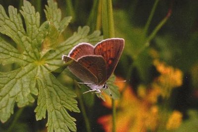 Lycaena hippothoe eurydame