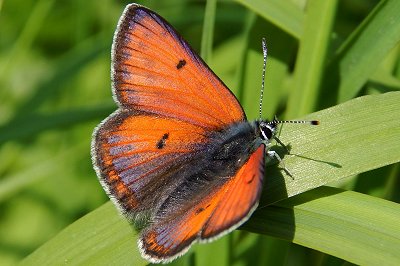 Lycaena hippothoe stiberi