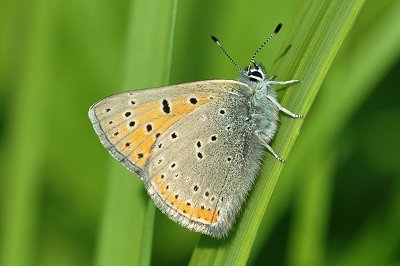 Lycaena hippothoe stiberi