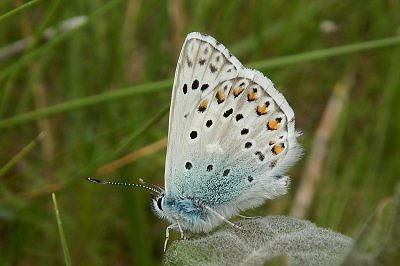 Lysandra hispana