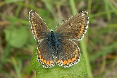 Lysandra hispana