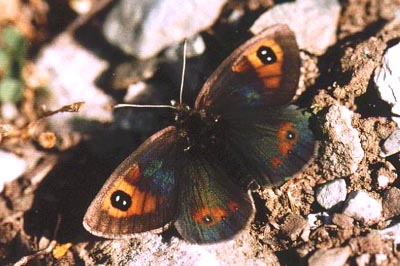 Erebia rondoui
