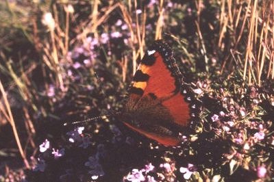 Aglais ichnusa