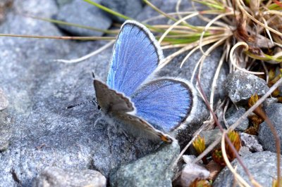 Plebejus idas lapponica