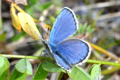 Plebejus idas lapponica
