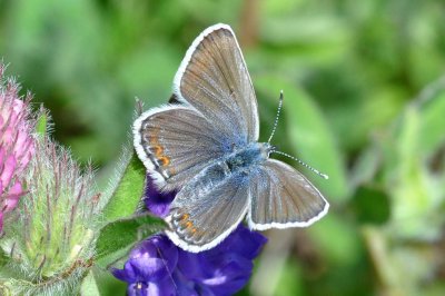 Plebejus idas lapponica