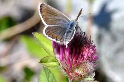 Plebejus idas lapponica
