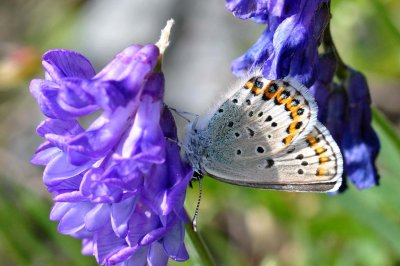 Plebejus idas lapponica