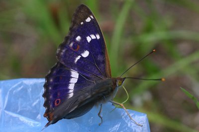 Apatura ilia