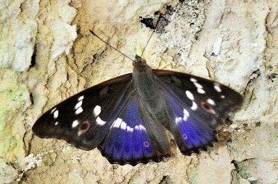 Apatura ilia