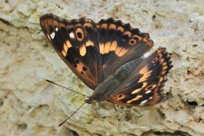 Apatura ilia f. clytie