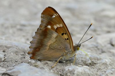 Apatura ilia f. clytie