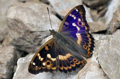 Apatura ilia f. clytie