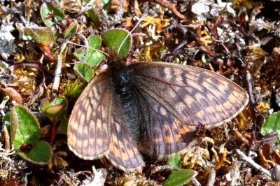 Boloria improba