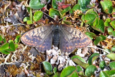 Boloria improba