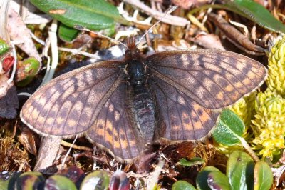 Boloria improba