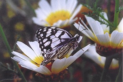 Melanargia ines