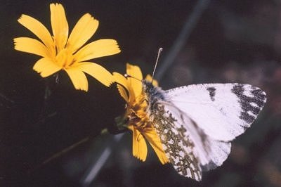 Euchloe insularis