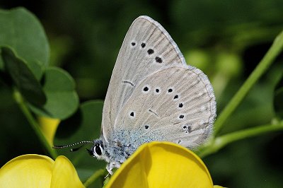 Iolana iolas