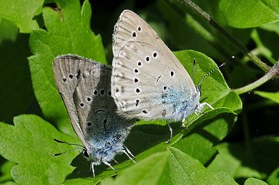 Iolana iolas