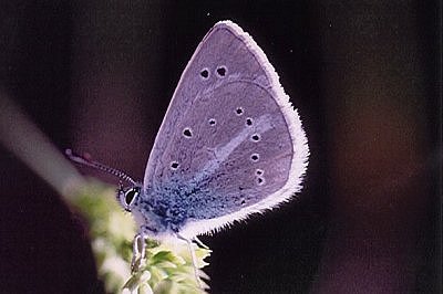 Polyommatus iphigenia nonacriensis
